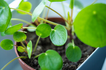 Pancake plant pilea peperomioides. close-up photo with little fresh leaf.