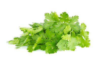 Fresh juicy organic bundle of cilantro, isolated on white background
