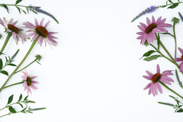 Fototapeta na wymiar Beautiful blooming echinacea flowers, petals and leaves on white background, top view. Flat lay, copy space for text.