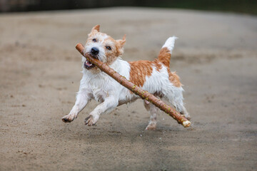 Jack Russell Terrier carries a stick in its mouth. Playing with a dog in the sand