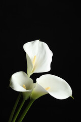 Naklejka na ściany i meble Beautiful calla lily flowers on black background