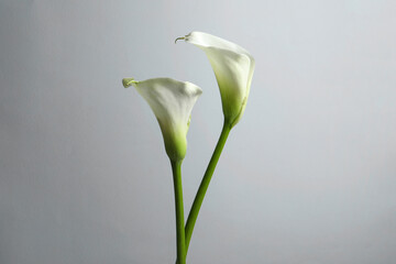 Beautiful calla lily flowers on white background