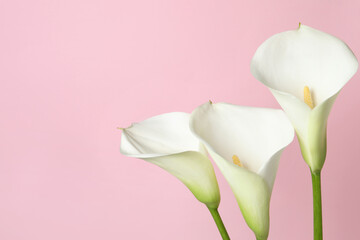 Fototapeta premium Beautiful calla lily flowers on pink background, closeup. Space for text