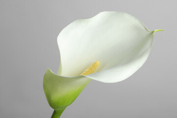 Beautiful calla lily flower on white background, closeup - obrazy, fototapety, plakaty