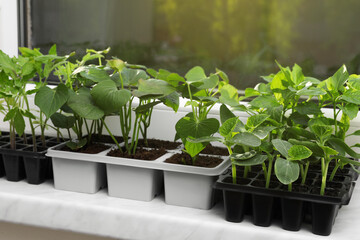Fototapeta na wymiar Seedlings growing in plastic containers with soil on windowsill. Gardening season