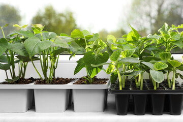 Seedlings growing in plastic containers with soil on windowsill. Gardening season