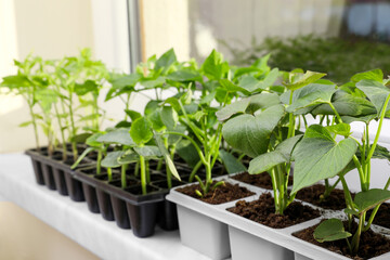 Seedlings growing in plastic containers with soil on windowsill, space for text. Gardening season