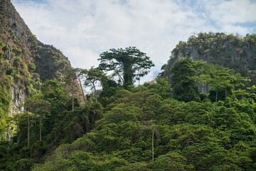 Jungle forest at Phi Phi island in Thailand