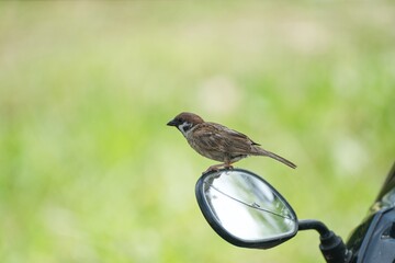 Sparrow sitting at the rear mirror of the motorbike
