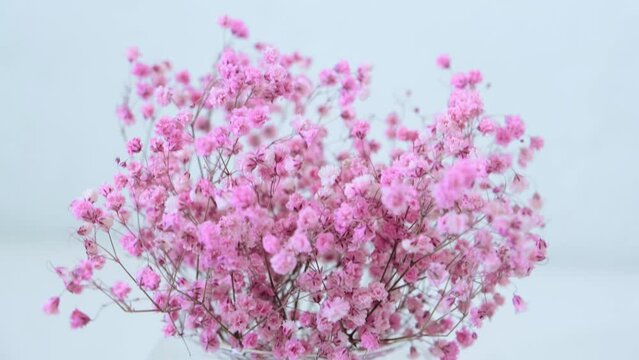 Pink gypsophila flowers stand in a round vase. Close-up.