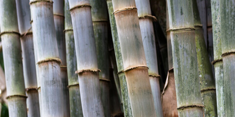 tight shot of a group of large green bamboo poles as a conceptual background