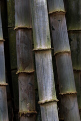 tight shot of a group of large green bamboo poles as a conceptual background