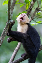 white headed capuchin monkey in a natural park in Costa Rica