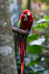 Scarlet Macaw with yellow, red and blue colors found in the rainforest of Costa Rica