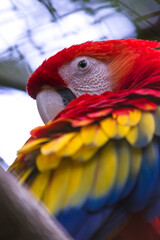 close up of a colorful scarlet macaw with beautiful feathers