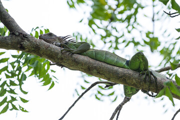 Fototapeta premium spiny tail iguana up a tree in the pacific Costa Rica
