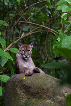 beautiful puma laying on a large rock in a tropical rainforest of Costa Rica