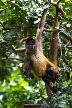 spider monkey hanging from a tree in a natural park in Costa Rica