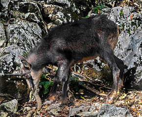 Chamoix on the rock. Latin name - Rupicapra rupicapra	