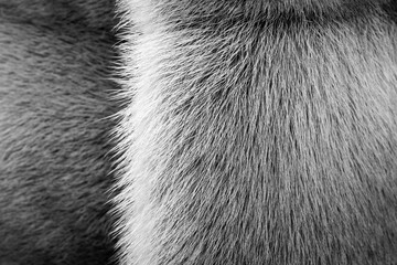 black-white texture of fur of wild animals with a strip for abstract backgrounds