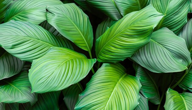 Leaves of Spathiphyllum cannifolium abstract green texture nature background