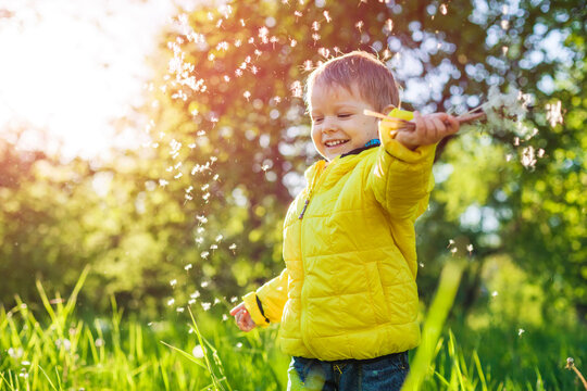 Portrait of a happy little boy holding dandelions