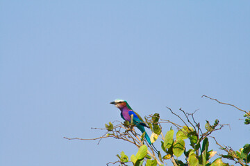 tropical bird perched on a branch