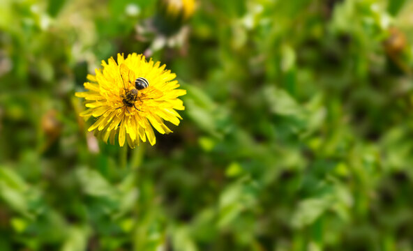 Spring dandelion with bee on floral background