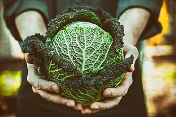 Organic vegetables. Farmers hands with freshly harvested vegetables. Fresh organic kale.