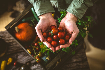 Organic vegetables on wood. Farmer holding harvested vegetables. Rustic setting