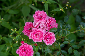 pink roses in garden
