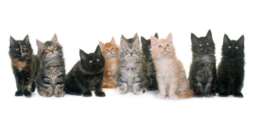 maine coon kitten in front of white background © Designpics