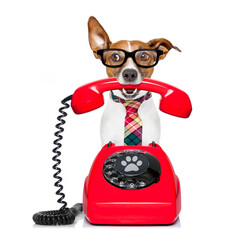 Jack russell dog with glasses as secretary or operator with red old  dial telephone or retro...