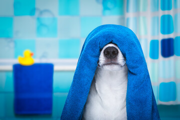 jack russell dog in a bathtub not so amused about that , with blue  towel, having a spa or wellness treatment, in the bath or bathroom - obrazy, fototapety, plakaty
