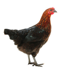 Black and red hen Moscow Black looking at you isolated on white background