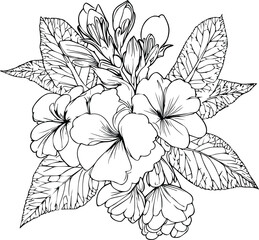 Primula flower vector, elements summer collection, hand-painted primrose coloring pages, vector sketch, pencil art primula flower, vintage floral design wildflowers with coloring book for adults 