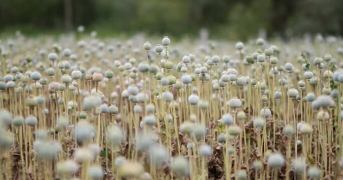 Capsule showing latex (opium) exuding from incision Plant showing the typical glaucous appearance