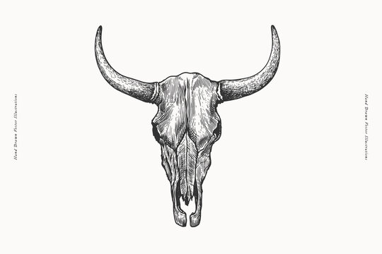 Bull skull in engraving style. Horned buffalo skull isolated on white background. Black and white vector illustration.