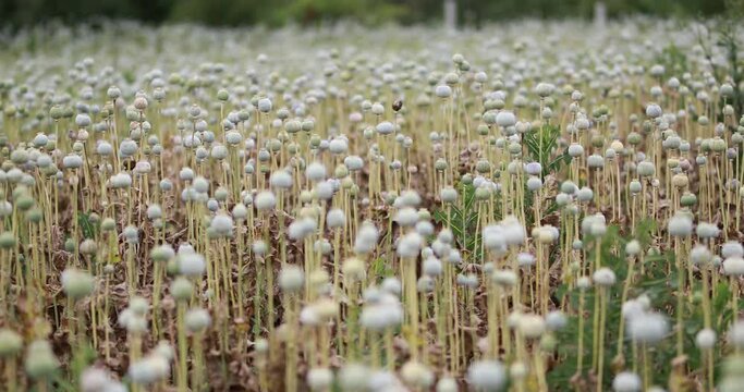 Capsule showing latex (opium) exuding from incision Plant showing the typical glaucous appearance