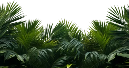 Poster palm tree leaves overlay texture, border of fresh green tropical plants isolated on transparent background  © MOUNSSIF