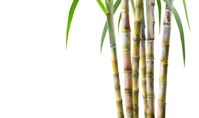Fototapeta na wymiar Sugar cane plant isolated on white background.