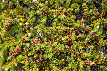 Magellan Murtilla, red fruit plant.