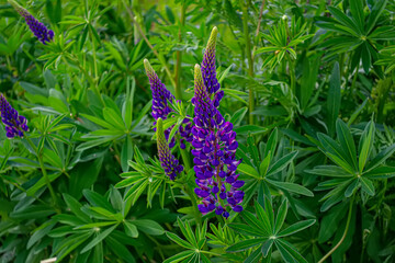 Lupinus field with pink purple and blue flowers. A field of lupines.