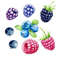 Watercolor berries - blueberry, blackberry, raspberry