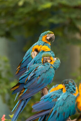 Macaws in the late afternoon.