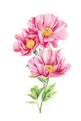 Peonies on white isolated background. Watercolor Flowers. Watercolour floral illustration, bouquet of pink peonies