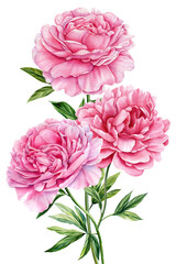 Peonies flowers on white background, watercolor floral elements, watercolor flower clipart, bouquet of pink peonies