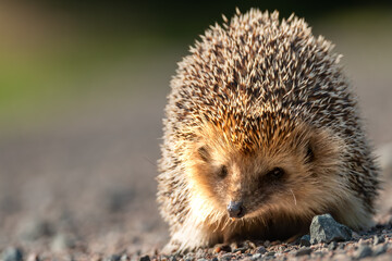 Naklejka na ściany i meble Hedgehog, close-up of the whole body