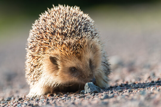 Hedgehog, close-up of the whole body