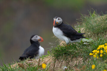 Close up of puffin bird or Fratercula in Iceland in summer season on cliff sea beach background....